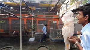 344K views · 12K reactions | Open Aviary Becomes More Spacious / Giant Size Congo African Grey Parrot Released For It's New Home. | Parrot Dipankar | Facebook