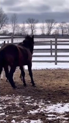 Donkey protects a foal