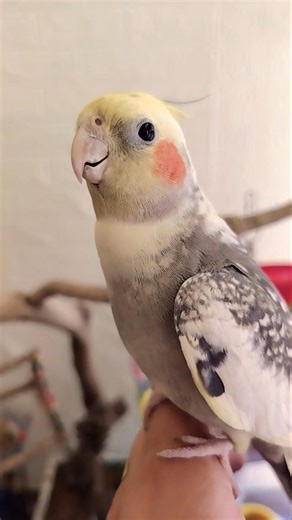Candy the cockatiel’s peekaboo skills are on point! 💖🎶🦜 #cockatielscraze
