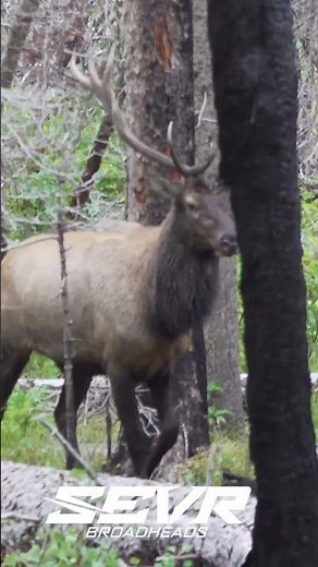 Big Bull Elk | FRONTAL with SEVR Broadheads