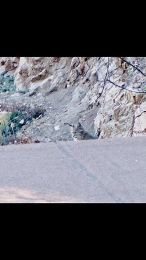 24 reactions | “Bobbi” the bobcat ~young and beautiful! #BobcatNation #bobcat #bouldercolorado | Sam Short | Facebook