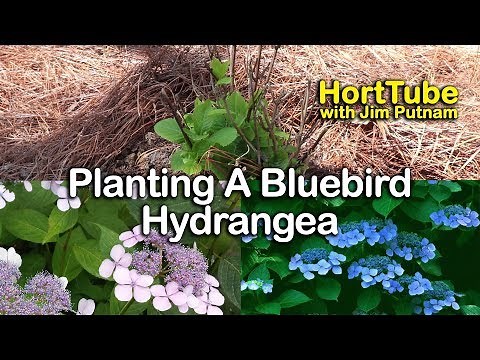 Planting a Hydrangea serrata 'Blue Bird' - Mountain Hydrangea