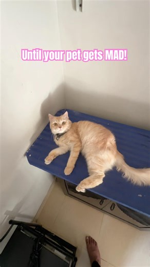 She actually loves it!😹 #shorts #cutecat #catvideos