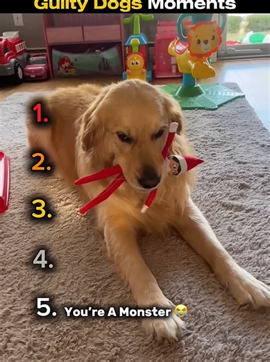Ranking Funniest Guilty Dogs Moments