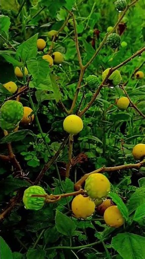 Nature's Hidden Treasure: Exploring Wild Yellow Fruits 🌿