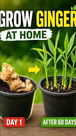 🌱 How to Grow Ginger at Home in a Pot | Amazing Ginger Growing Time-Lapse #Shorts