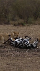 50K views · 192 reactions | FollowIG @bigcatsnamibia Now! Lion vs...