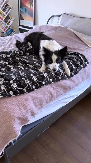 6.3K views · 244 reactions | Border collie breakfast on demand 朗殺❤️...