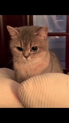 CAT CAN'T BE ANGRY #cat #animals #edit #trending