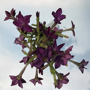 41 Nicotiana Facts And Growing Guide - Green Packs