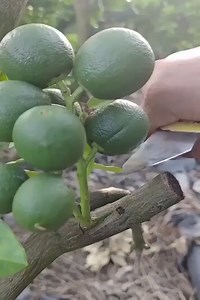 2K views | Method Best Technique for Planting a Tree Planting. | Amazing life | Facebook