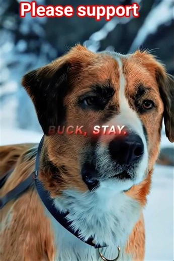 Why Dogs Are the Best (and Most Tragic) Pets