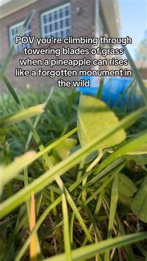 #mrmicroverse #tinyexplorer #shrunken #nature #tinyworld