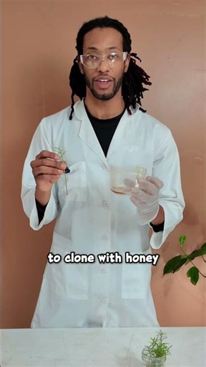 Wan's Lab - Cloning w/ Organic Honey