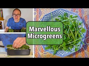 Growing Microgreens from Sowing to Harvest
