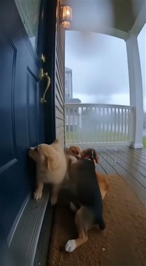 'Desperate voices' in a storm ｜ Video footage of puppies banging on a door.
