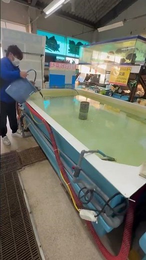 冬季でもアオリイカ釣り好調の南紀。3キロまで上がっています。活アジ本日入荷しました。1月15日木曜日。