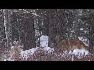 Wolf Pack Teamwork in the Wild 🐺❄️ | Powerful Animal Behavior | Cinematic 4K Wildlife