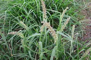 Cenchrus echinatus - Alchetron, The Free Social Encyclopedia