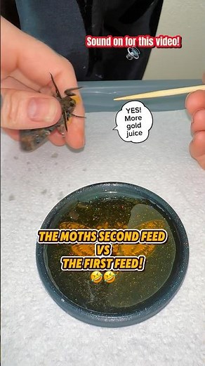 1st feed VS 2nd feed 🔊 Sound on for this! #moths