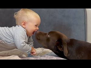 Sweetest Reunion Ever! Baby and Dog's Cutest Moment After Some Time Apart!