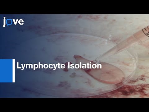 Lymphocyte Isolation for Phenotypic Analysis and Cell Culture | Protocol Preview