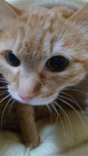 可愛いから癒されます帰り遅くても。#cat #cute #cutecat #orangecat #猫 #かわいい #かわいい猫 #茶トラ #癒し #猫のいる暮らし #ねこのいる生活