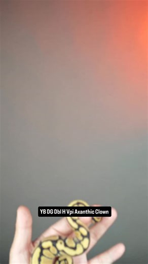 2.7K views · 179 reactions | #inhouse#2025#pythons #scales #ballpythonofinstagram #ballpython #reptiles #snakeofinstagram #Hetflix #ballpythonbreeder #thailand | Sexy Ball Python | Facebook