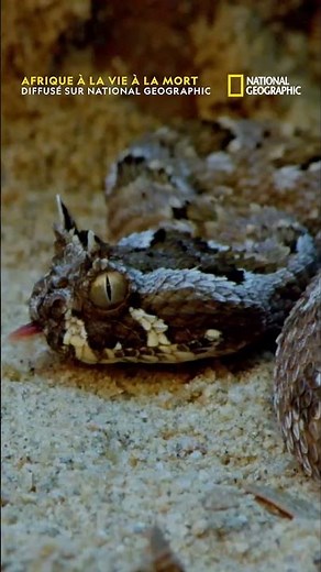 Camouflée dans le décor, la vipère attend patiemment que sa proie vienne à elle