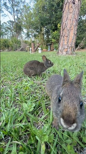 Wild Marsh Bunnies Get Curious