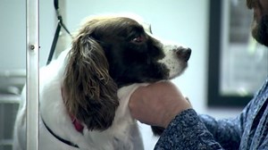 Reopening California: Pet grooming resumes in Alameda County after closure due to COVID-19