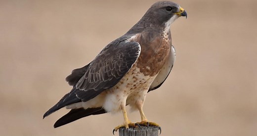 Swainson's Hawk Identification, All About Birds, Cornell Lab of Ornithology
