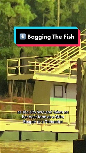 Bagging the Fish at Fantasmic - Ariel gets a flame retardant blanket placed over her to protect her from the fireworks as she cant move with her mermaid tail. At least Prince Eric keeps her safe before taking cover. Best place to see this in person is all the way to the left on the amphitheater at Hollywood Studios. Have you seen this live? #baggingthefish #bagthefish #princessariel #fantasmic #fantasmicshow #disneyworld #waltdisneyworld #castmembers #castmemberlife #dvcmember #disneyap #disneya