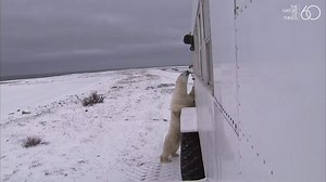 How I made friends with a wild polar bear: Kingdom of the Polar Bears