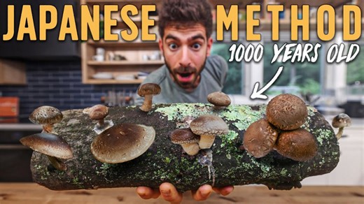 Mastering shiitake mushroom growth
