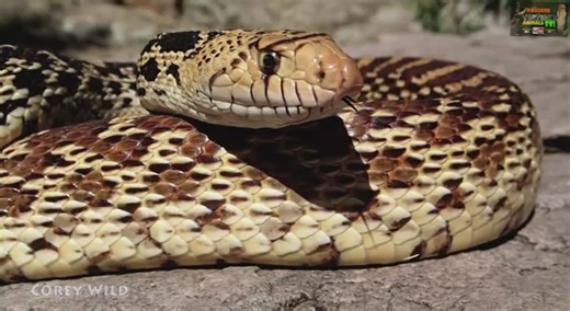 Identifying common venomous and non-venomous snake species across the United States