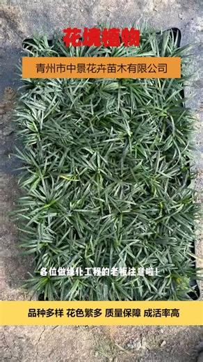 #红星种植 #羽扇豆供应