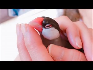 寝たいのになかなか良いポジションが決まらない文鳥 あずき Java sparrow