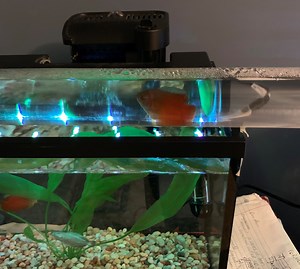 Learn to Build a Fish Bridge Between Aquariums