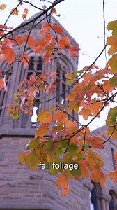 UVM Research on Instagram: "It’s one of the best times of the year: peak fall foliage in Vermont. But what happens in the trees to turn the green mountain state into an autumnal wonderland? And how is climate change affecting our foliage? #uvmresearch"