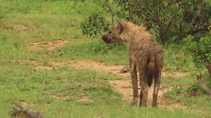 95K views · 2.7K reactions | Hyena on the hunting excursion #AfricanBushKingdom KNP  | African Bush Kingdom | Facebook