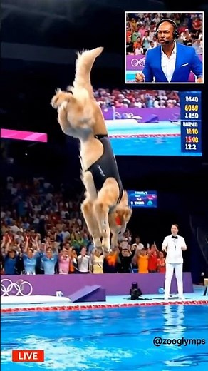 Golden Retriever Olympic Dive — Tuck Perfection! #DogsInSports #Olympics
