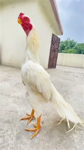 aseel rooster parrot 🦜 beak#short#video#viral#1m
