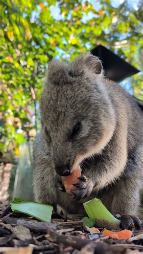 42K views · 3.5K reactions | Ray’s smile isn’t just cute – it’s a...