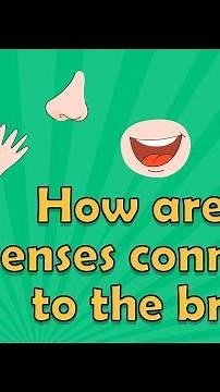 I wonder How are our senses connected to the brain?