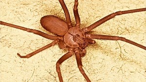 12 Of The World's Scariest Skin-Crawl-Worthy Insect Pests