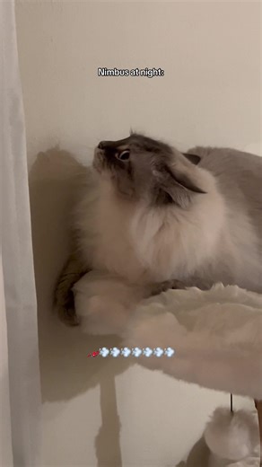 Fluffy Purrari Zoomies: Nastya the Siberian Cat