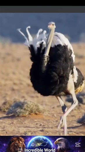 How do ostriches mate?#Ostrich #OstrichMating #Wildlife #AnimalBehavior #NatureFacts