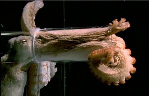 Much more sophisticated and intelligent than most of us think, the octopus has more going for it than just the ability to squeeze through a space 1/10th the size of its body. Amazing camouflage abilities and brute strength are also in their arsenal – http://bit.ly/2b7TBQq | ConnectSci News