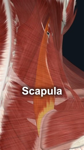 The Muscle Hiding Under Your Traps